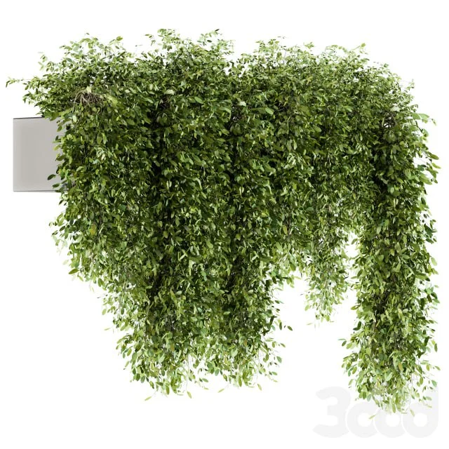 indoor Plant Set 98 - Hanging Plants